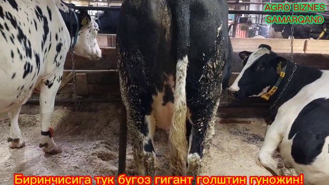 22 Ойлик биринчисига тук бугоз гигант голштин зотли гуножин !!800 кг. смотреть онлайн