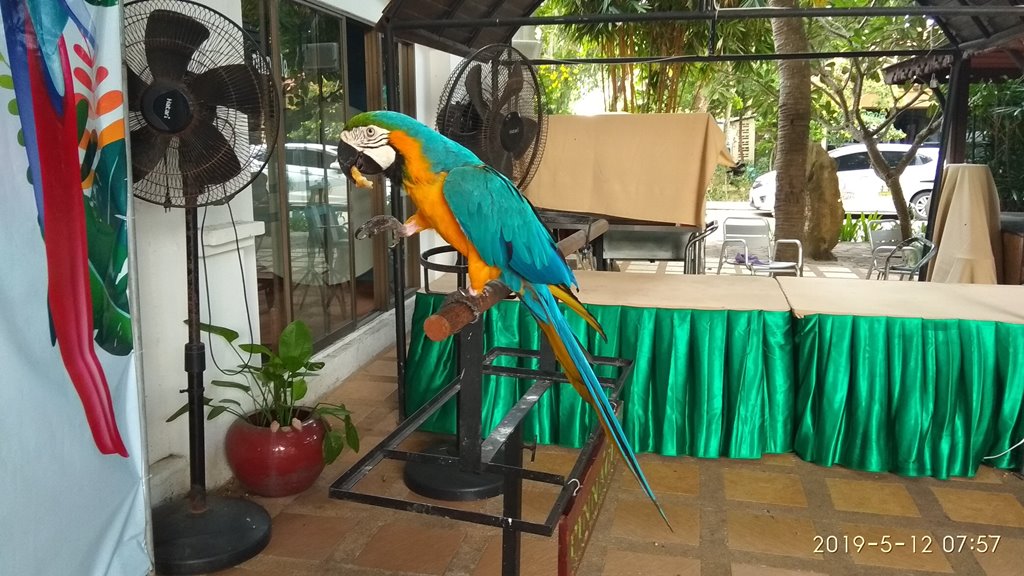 Pinnacle Grand Jomtien Resort and Spa 4****, птички на территории отеля
май 2019