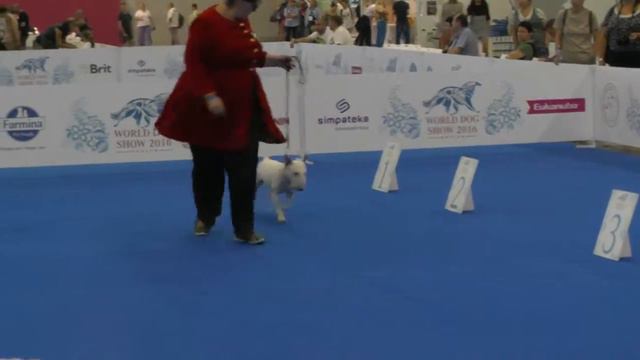 WORLD DOG SHOW MOSCOW 2016 смотреть онлайн