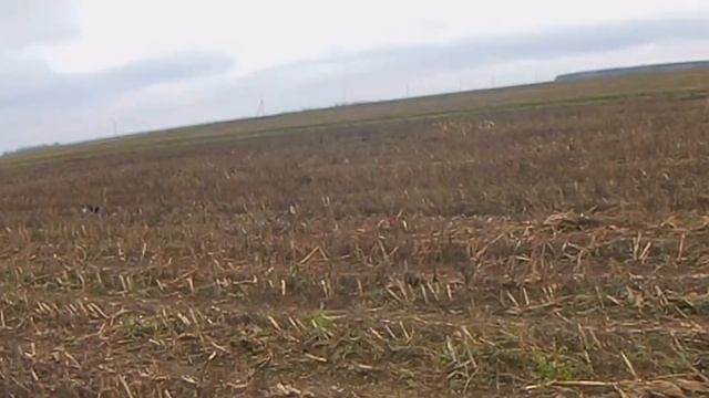 Охота на куропатку в БЕЛАРУСИ.Спаниель БРИК и ТОЗ 34. смотреть онлайн