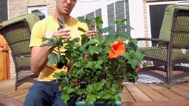 Pruning Tropical Hibiscus смотреть онлайн
