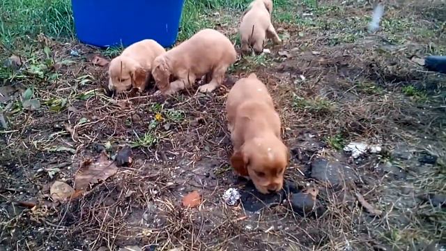 Английские спаниели смотреть онлайн