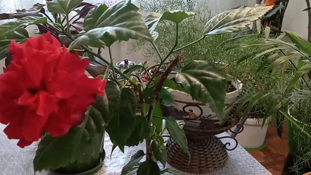 Как ,заставить цвести китайскую розу.? Очень просто.