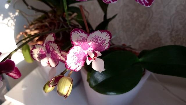 Водопад цветов ? Фавориты декабря 2021? смотреть онлайн