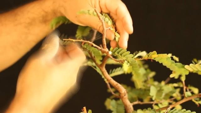 Tamarindos (podas E Aramações) Tamarindus Indica - Vídeo 8