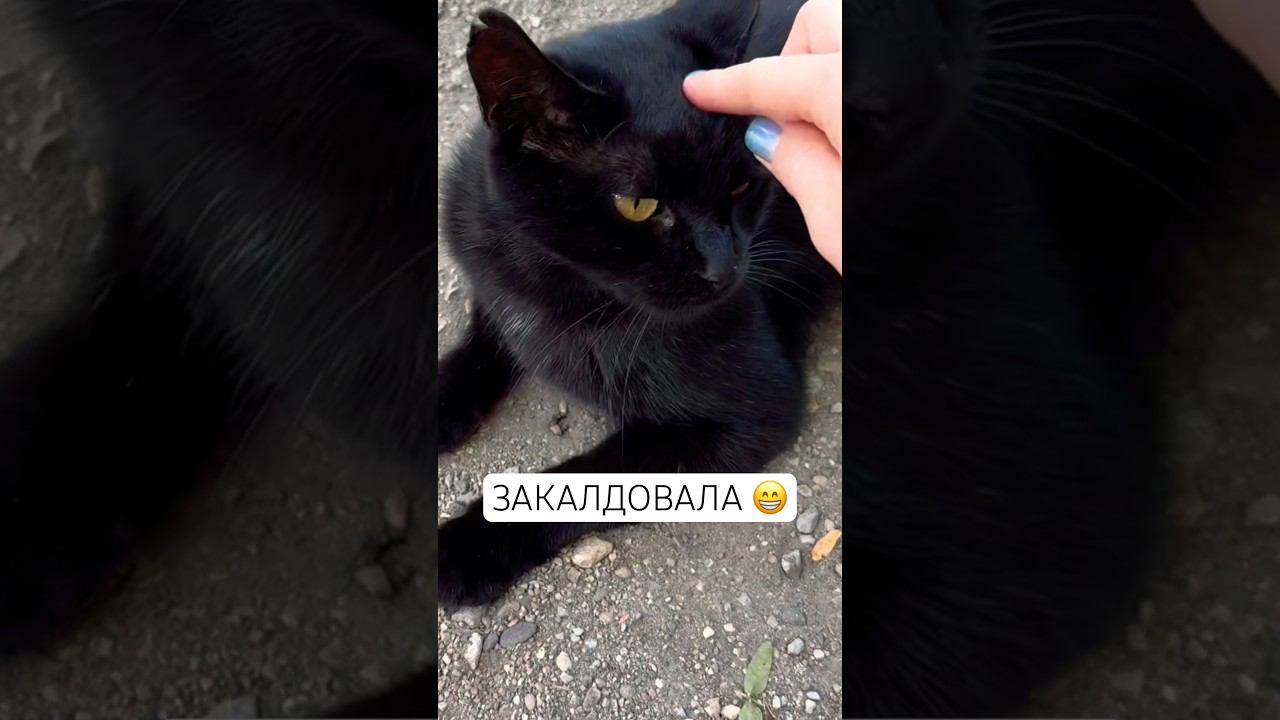 ЛЮБЛЮ КОТИКОВ #рек #summer #top #рекомендации #travel #тренды #funny #like #cat #кот #подпишись #мяу