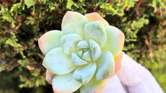 Echeveria ‘Ice Green’ смотреть онлайн