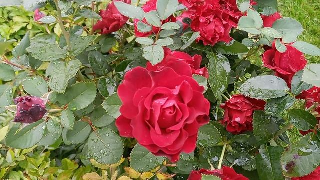 Роза Hommage a Barbara. смотреть онлайн