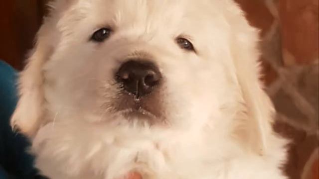 Щенки питомника АНЕКА БОС (Шатура) смотреть онлайн