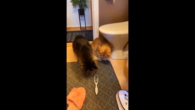 Самые смешные животные! Приколы с котами и собаками март 2024! Веселые животные! Видео про котиков! смотреть онлайн