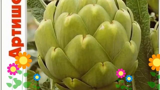 Артишок (Султан). Краткий обзор: Артишок описание характеристик, где купить семена смотреть онлайн