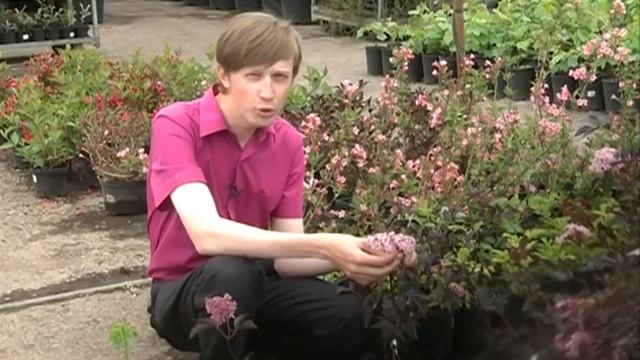 Бузина черная - потрясающее украшение сада! смотреть онлайн