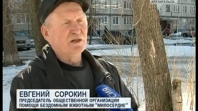 В посёлке Катунино на детей напала стая собак смотреть онлайн