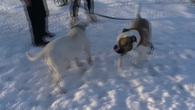 Нам 3 года\Мэри в гостях у Брайса\Американский бульдог.#americanbulldog #американскийбульдог смотреть онлайн