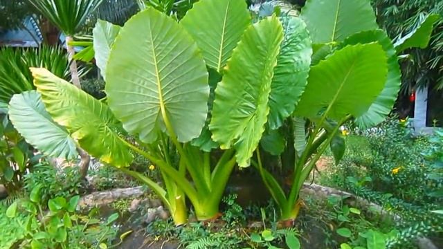 НЕ ДОРОГОЕ ЖИЛЬЕ НА БЕРЕГУ МОРЯ/ САМЫЙ ЛУЧШИЙ ПЛЯЖ В ТАИЛАНДЕ смотреть онлайн