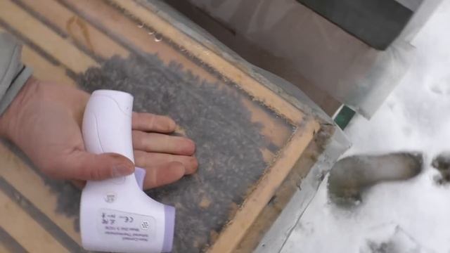 Проверяем температуру пчелиного клуба 3.02.2021 смотреть онлайн