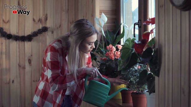 Комнатные цветы пышно цветут круглый год, если подкормить их этим! смотреть онлайн