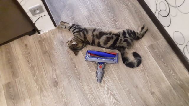 Dyson V8 Absolute за 22 900 ₽ смотреть онлайн