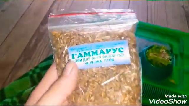 Моё утро с улитками