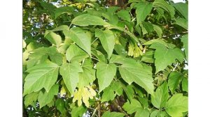 клен и ясень - знаете ли вы их?