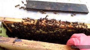 Когда расширять пчёл весной. Подставляем медовые рамки