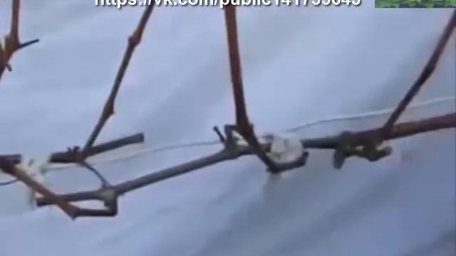 обрезка винограда осенью. Приусадебное хозяйство. смотреть онлайн