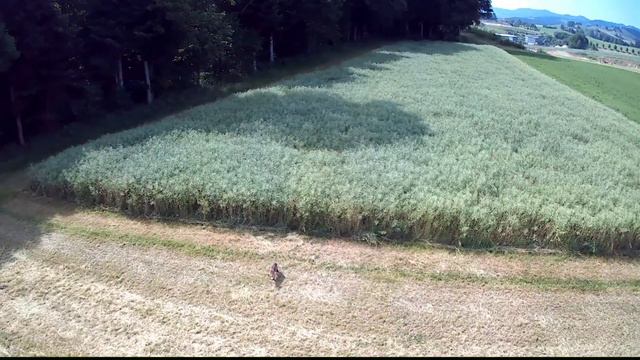 KF106 Max Video, Fox and Deer #video #nature #animal #fun #drone #drohne #hobby смотреть онлайн