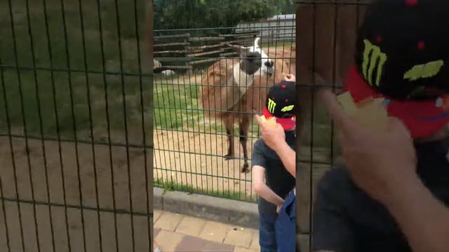 Прогулка по зоопарку. Нижний-Новгород 2018. смотреть онлайн