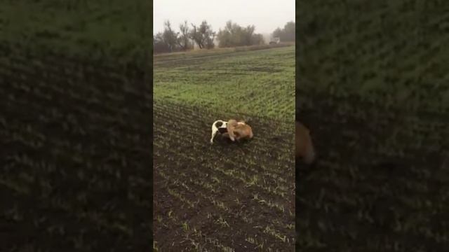 Охотничья собака эстонка смотреть онлайн