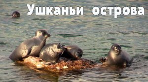 Планета Байкал: Ушканьи острова - в гостях у байкальских тюленей  |  Ushkany Islands, Lake Baikal