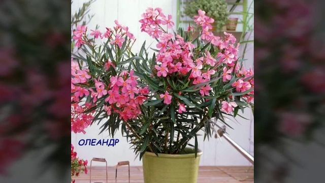 Какие комнатные цветы приносят вред смотреть онлайн