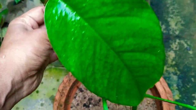 green leaves of alocasia and philandroden смотреть онлайн