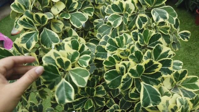 How to Grow and Care Variegated Ficus Triangularis/Tisay Collection смотреть онлайн