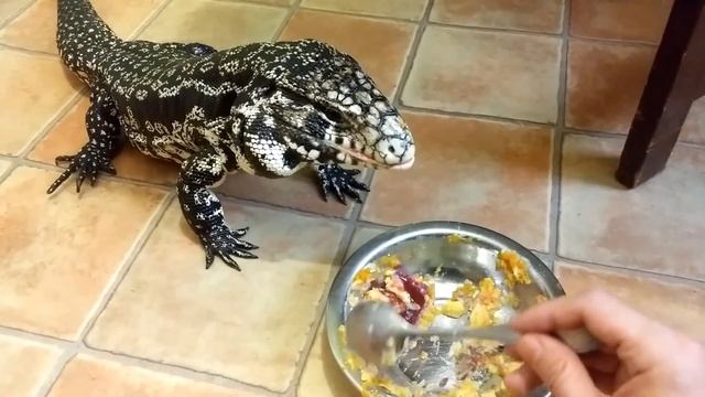 Кормлю Tegu с ложки смотреть онлайн