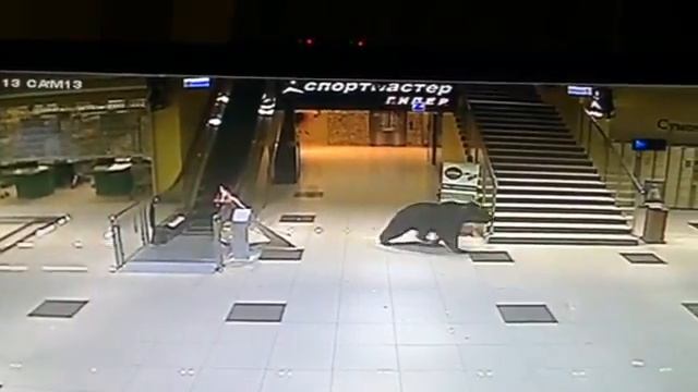 Медведь в Хабаровске в подсолнухе смотреть онлайн