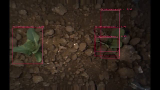Crop and Weed Detection in Lettuce смотреть онлайн