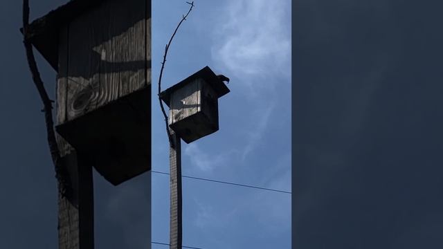Повзрослевшие молодые скворцы не пускают домой кормящего отца ??? Кормежка молодняка прошла успешно смотреть онлайн