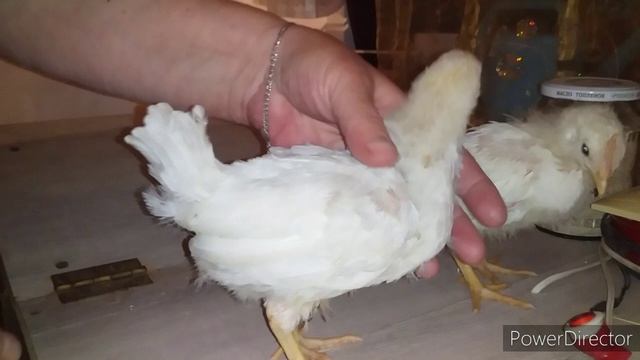 Как Отличить Курочку от Петушка?Отличия курочек от Петушков// Порода Кур Несушек Леггорн смотреть онлайн