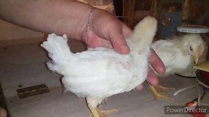 Как Отличить Курочку от Петушка?Отличия курочек от Петушков// Порода Кур Несушек Леггорн