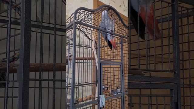 УЖАС! НАС ОБМАНУЛИ! Джокер жако - то НЕГОВОРЯЩИЙ!? смотреть онлайн