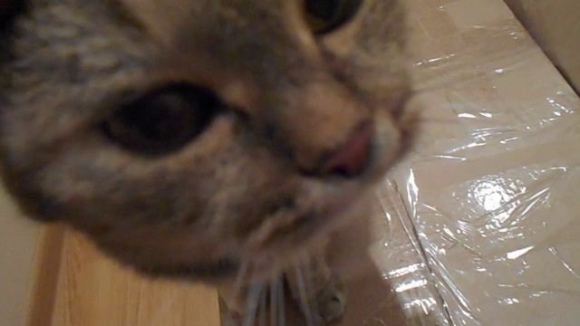 Надрыв запутанной души:) Кошка Ромашка урчит:) смотреть онлайн