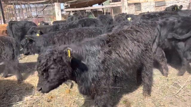 Ангус, Черный Голловей эркек ургачы торпоктор сатылат смотреть онлайн