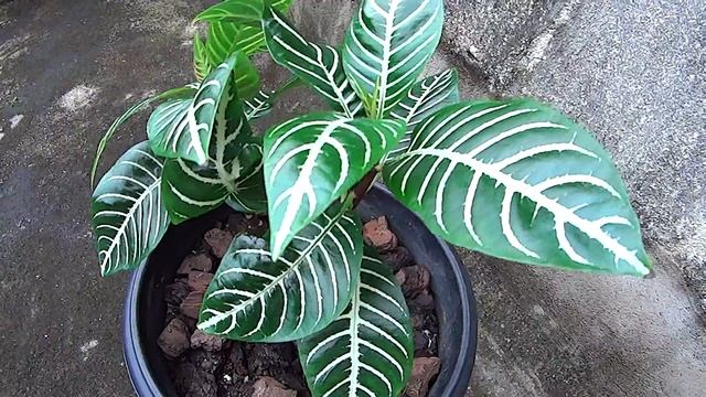 Plante zèbre - Aphelandra Squarrosa смотреть онлайн