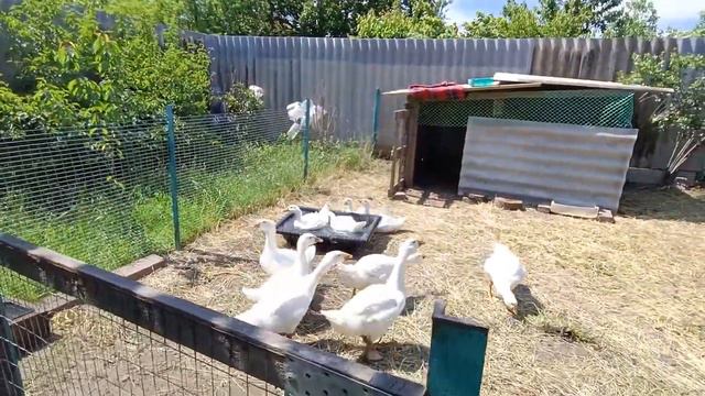 Цыплята убиВцы😎🐥 Облагораживаем клумбу 🌸🌸🌸Жизнь в станице на Кубани🍓🥒🐥🦢 смотреть онлайн