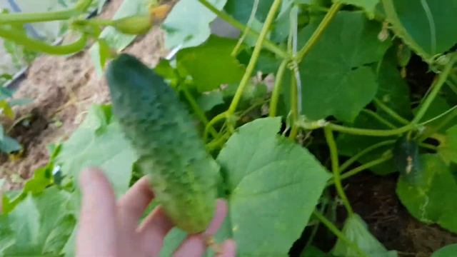 Делаем навес и обзор участка на 13 августа 2022