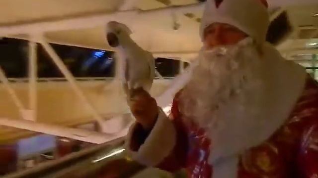 попугай с дедом морозом смотреть онлайн