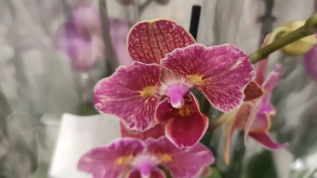 №381/ Море ШИКАРНЫЕХ, ЭКСКЛЮЗИВНЫХ орхидей в ЛЕРУА МЕРЛЕН на Новороссийской смотреть онлайн