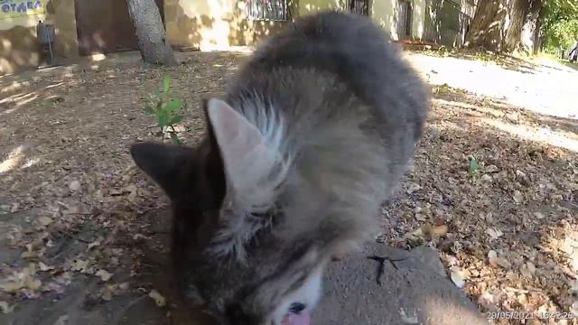 Луганск Сегодня, Слишком Много Пуха! Коты, кв. Солнечный, кв. Комарова, 29 мая 2021 смотреть онлайн