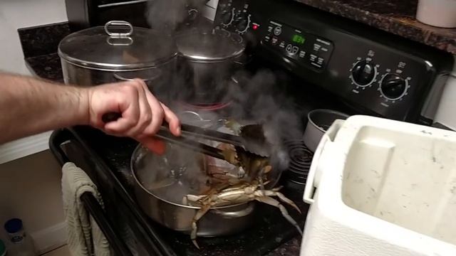 Kicking and screaming crabs!!! смотреть онлайн