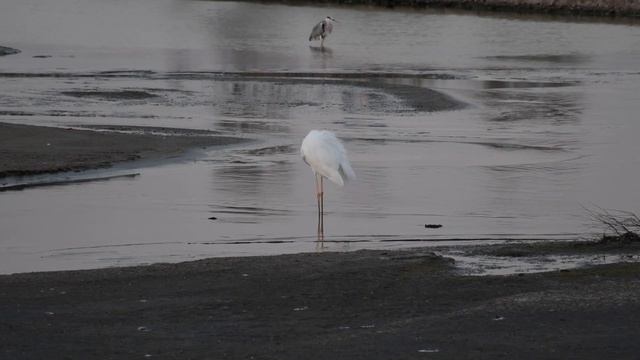 Dubai Ras al Khor Wildlife Sanctuary смотреть онлайн